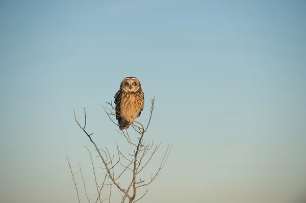 Hibou des oreilles — Photo