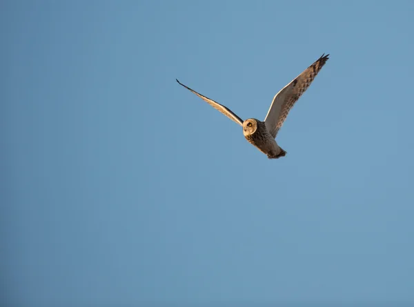 Short eared owl — Stockfoto