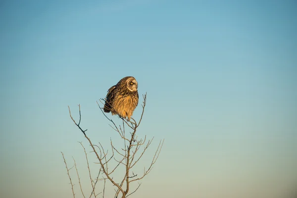 Hibou des oreilles — Photo