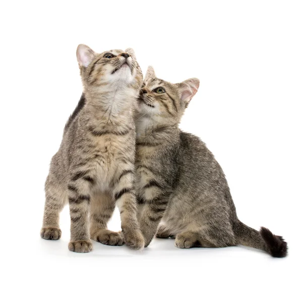 Два таббі кошенят — стокове фото
