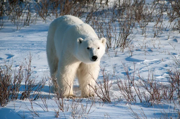 Большая самка белого медведя — стоковое фото
