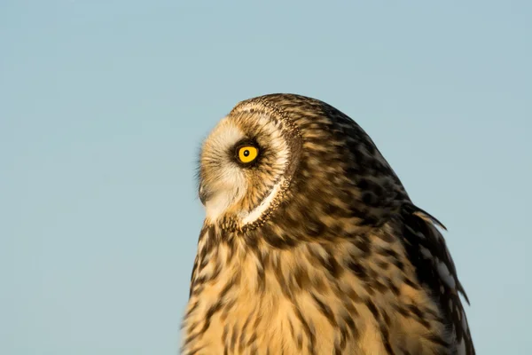 Gufo dalle orecchie corte — Foto Stock