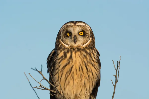 Short Eared Owl — Stock Photo, Image