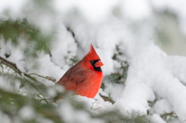 Kuzey Kardinal ağaca tünemiş