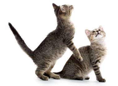 iki tabby yavru kedi
