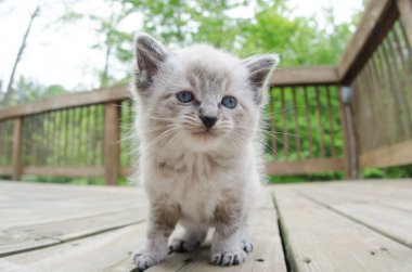 şirin kedi yavrusu