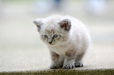 şirin kedi yavrusu