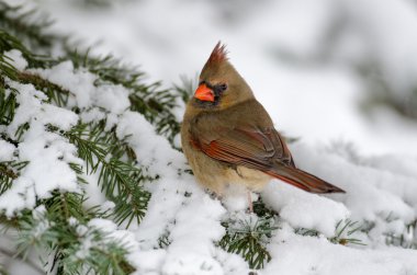 bir ağaçta Kuzey Kardinal