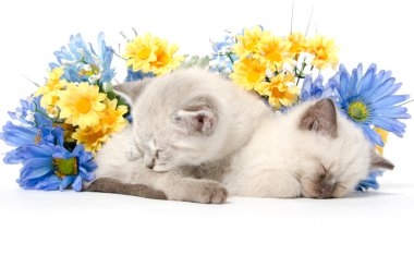 uyuyan iki sevimli yavru kedi