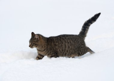 Karda Tabby yavru kedi