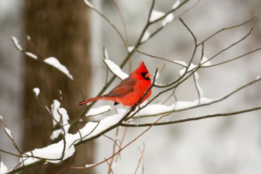 Male northern cardinal clipart