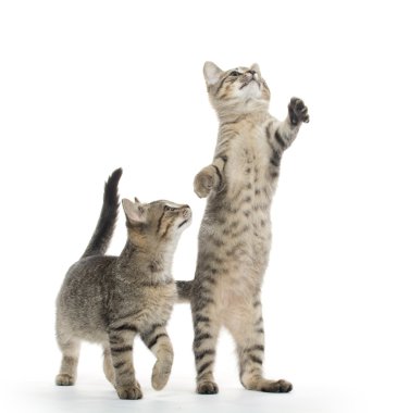 iki tabby yavru kedi