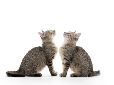 iki tabby yavru kedi