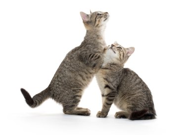 iki tabby yavru kedi