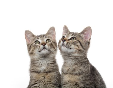 iki tabby yavru kedi