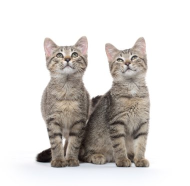 iki tabby yavru kedi