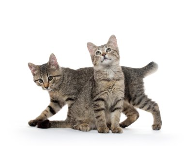 iki tabby yavru kedi