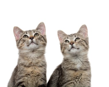 iki tabby yavru kedi