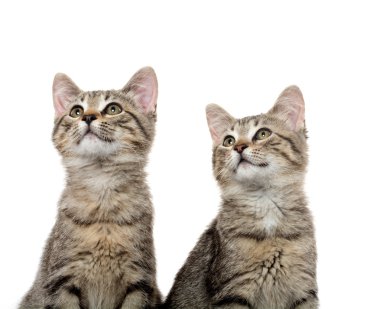 iki tabby yavru kedi