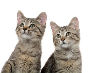 iki tabby yavru kedi