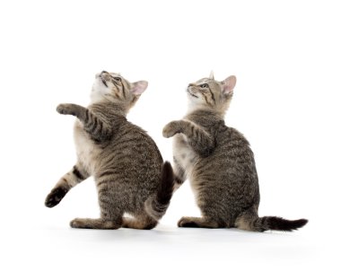 iki tabby yavru kedi