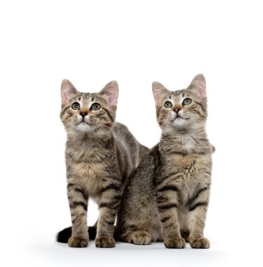 iki tabby yavru kedi