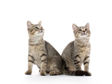 iki tabby yavru kedi