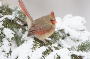 bir ağaçta Kuzey Kardinal