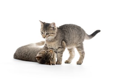 iki tabby yavru kedi