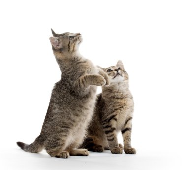 iki tabby yavru kedi