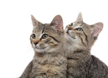 iki tabby yavru kedi