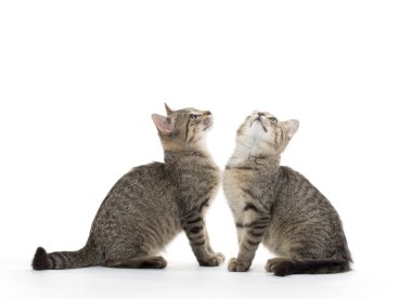 iki tabby yavru kedi