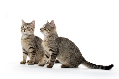 iki tabby yavru kedi