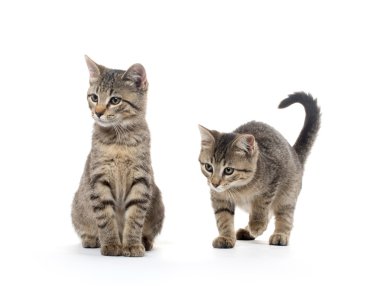 iki tabby yavru kedi