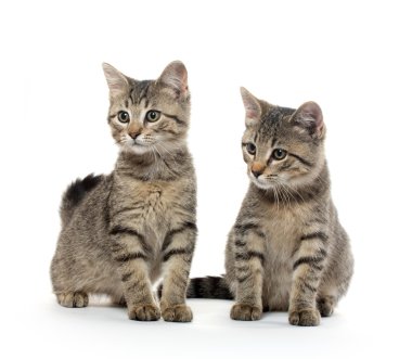 iki tabby yavru kedi