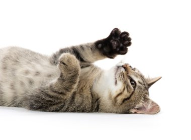 şirin tabby yavru kedi