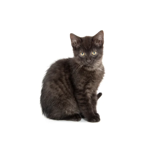 Söt svart kattunge — Stockfoto