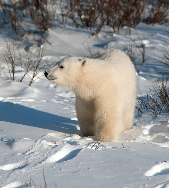 Niedliches Eisbärenbaby — Stockfoto