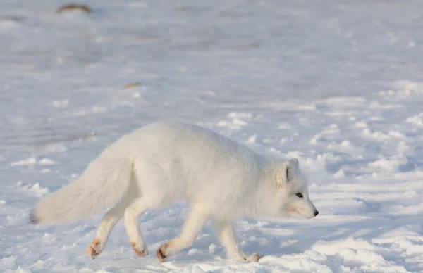 Renard arctique dans la neige — Photo