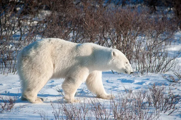 大型雌性北极熊 — 图库照片