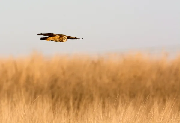 Short Eared Owl — Stock Photo, Image