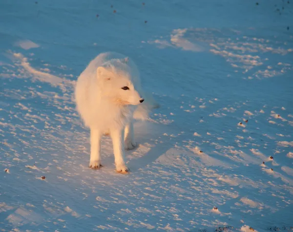Raposa ártica na neve — Fotografia de Stock