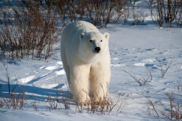 Grande orso polare femmina — Foto Stock