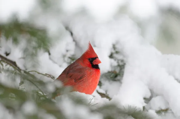 Cardinale del Nord appollaiato su un albero — Foto Stock