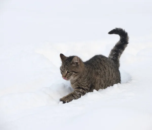 在雪地里的斑纹猫 — 图库照片