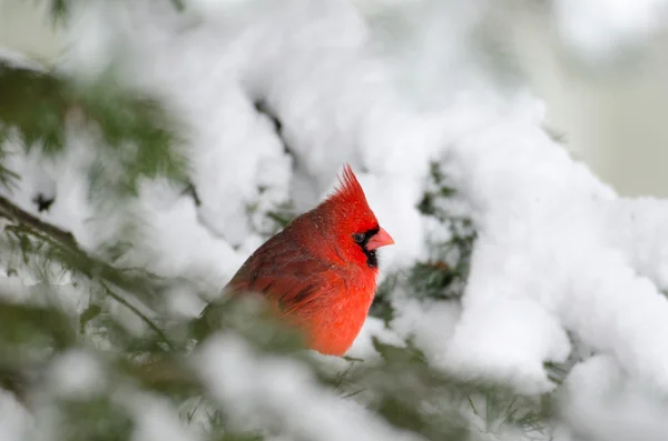 Northern cardinal perched in a tree — Stock Photo, Image