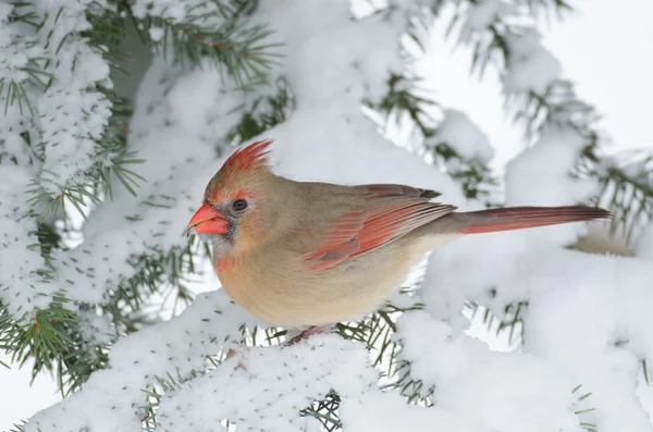 Northern cardinal in a tree — Stock Photo, Image