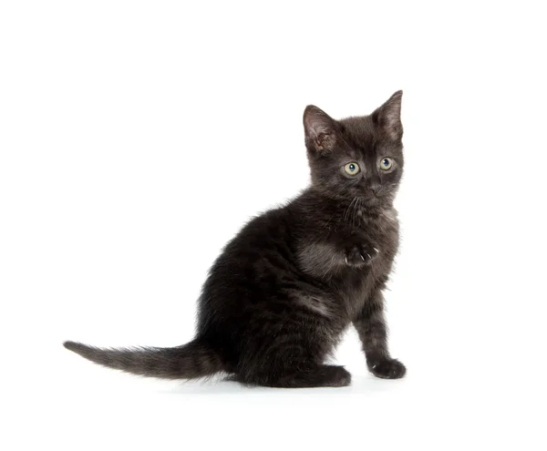 Ładny czarny kot biały — Zdjęcie stockowe