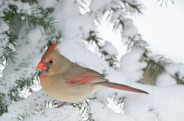 Northern cardinal in a tree — Stock Photo, Image