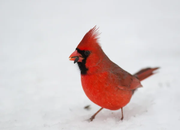 Северный кардинал сидел на ветке — стоковое фото